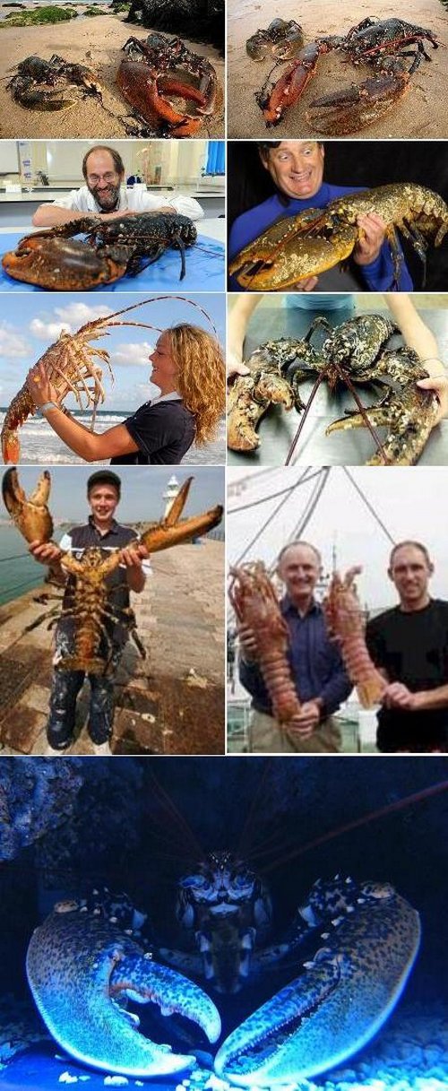 lobster raksasa