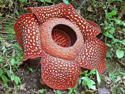 rafflesiaarnoldii.jpg