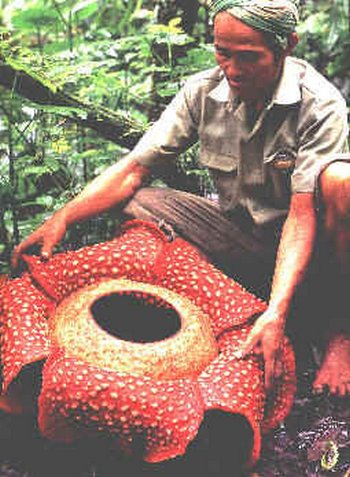 Rafflesia arnoldii2