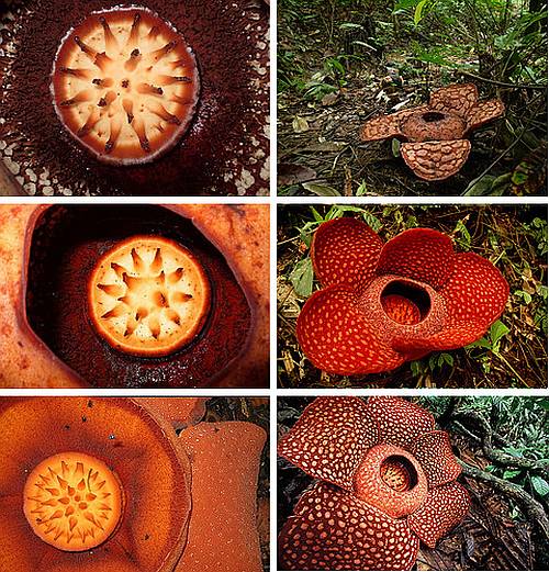 Rafflesia arnoldii3