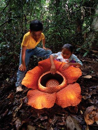 Rafflesia arnoldii4