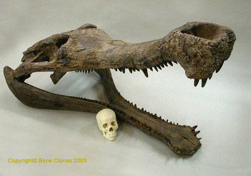 sarcosuchus2