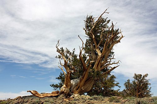 Great Basin Bristlecone Pine2