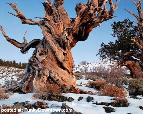 Great Basin Bristlecone Pine3