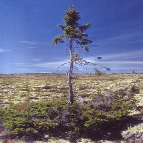 oldest tree Spruce Ione Norwegia1
