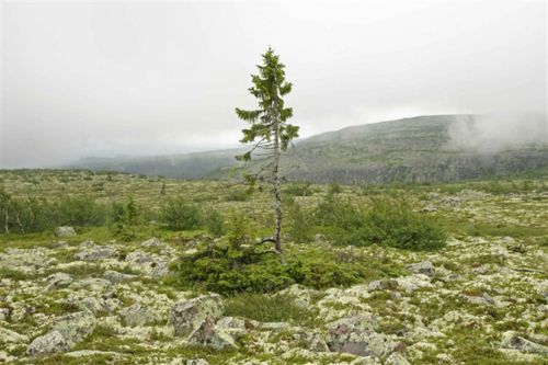 oldest tree Spruce Ione Norwegia2