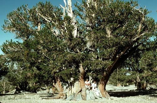 Pinus Longaeva