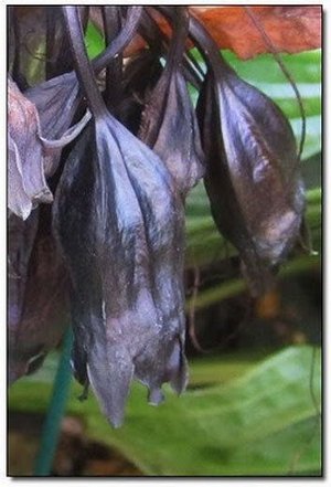 Chinese Black Batflowers