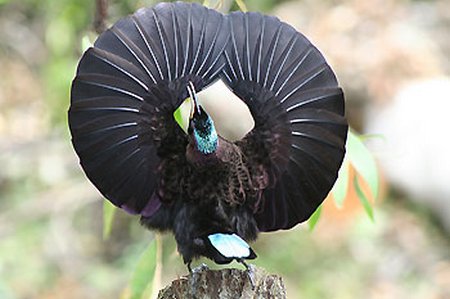 Ptiloris paradiseus