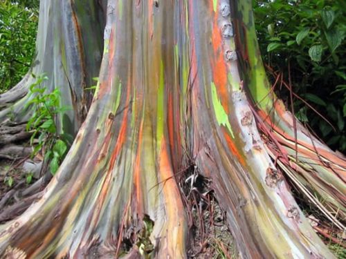 Rainbow Eucalyptus Pokok Pelangi Yang Indah Rainboweucalyptus1