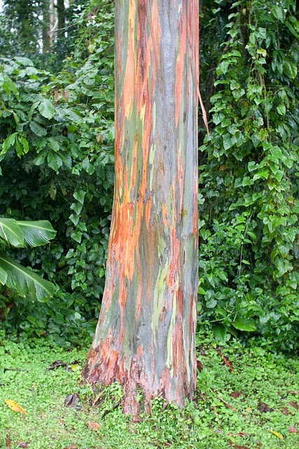Rainbow Eucalyptus Pokok Pelangi Yang Indah Rainboweucalyptus3