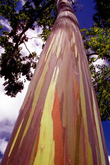Rainbow Eucalyptus Pokok Pelangi Yang Indah Rainboweucalyptus4