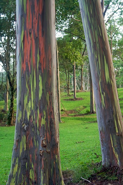 Rainbow Eucalyptus Pokok Pelangi Yang Indah Rainboweucalyptus5