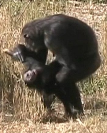 simpanse-bersedih-1