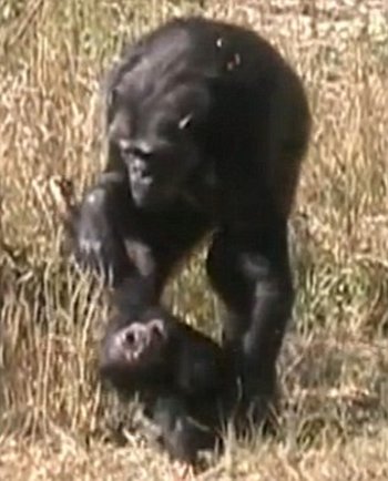 simpanse-bersedih-2